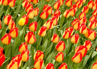 Crédence de cuisine en verre imprimé Tulipe champ de tulipes  1