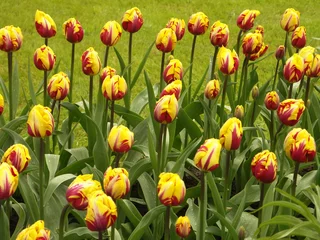 Poster de jardin Tulipe champ de tulipes  2