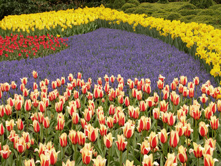 tulip field  5