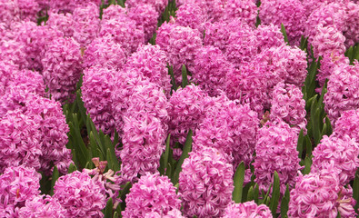 pink hyacinth