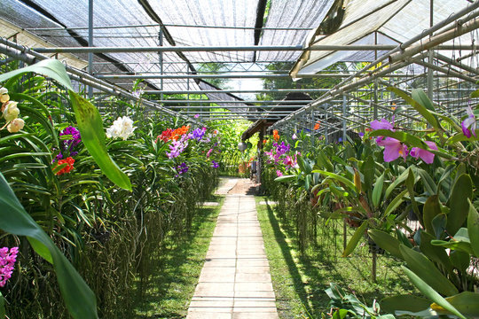 Fototapeta orchid nursery