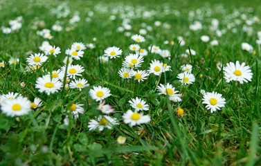 Fototapeta premium meadow