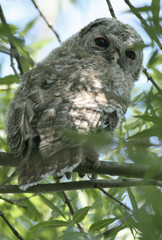 chouette hulotte strix aluco