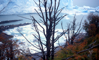 glacier de patagonie