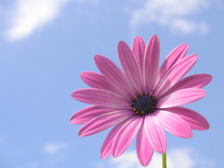 african daisy