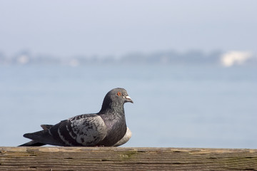 relaxing pigeon