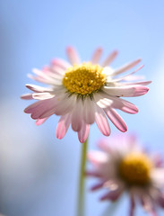 gänseblümchen auf blau