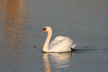 schwan