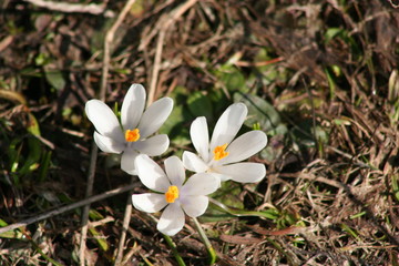 krokus