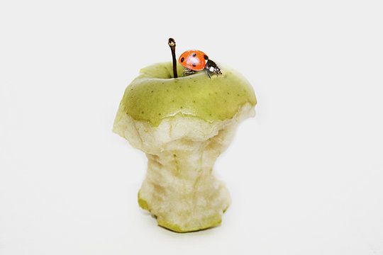 s&uuml;&szlig;e landung