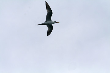 crested tern flying