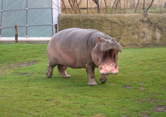angry hippopotamus