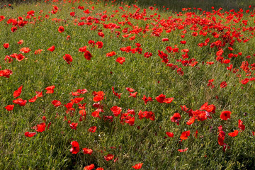 poppies