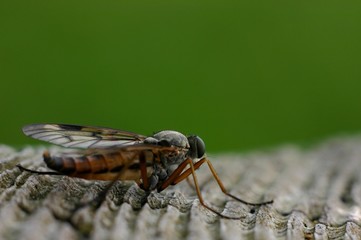 fly macro
