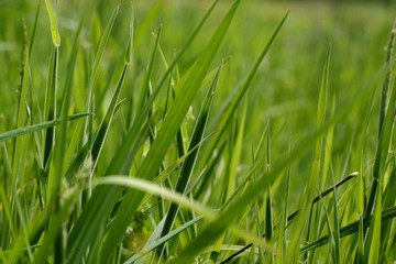 grass close-up
