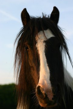 Irish Cob Portrait