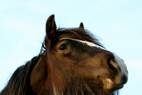 Irish Cob Portrait