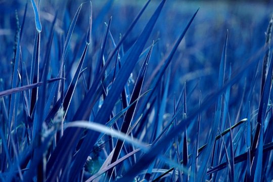 Colored Blue Grass Image  Photo Free Trial  Bigstock