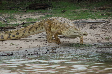 african crocodile