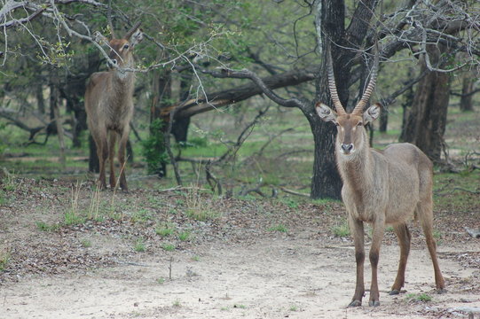 waterback gazelle