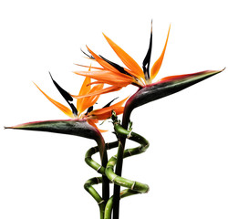 Obraz premium birds of paradise flowers