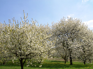 kirschbäume in blüte