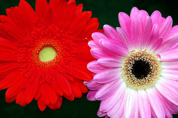 zwei gerberas