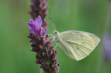 white butterfly