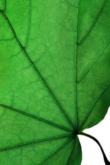 Naklejka na ściany i meble zielony liść