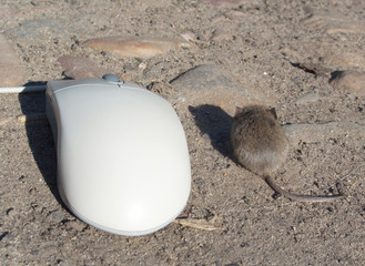 live mouse and computer mouse #3 of 4