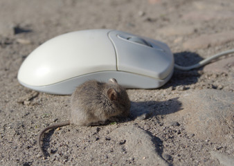 live mouse and computer mouse #2 of 4