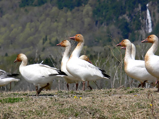 snow geese