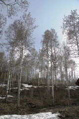 quaking aspens and snow