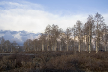 quaking aspen grove in mountains