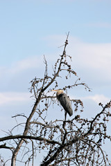 great blue heron on tree