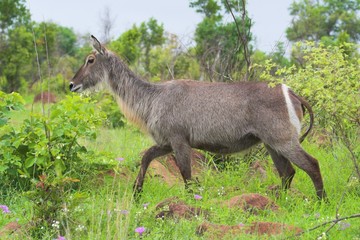 waterbuck