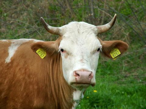 cow look