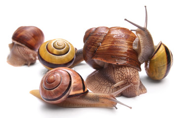 snails