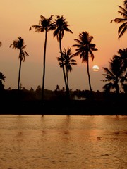 coconut trees sunset