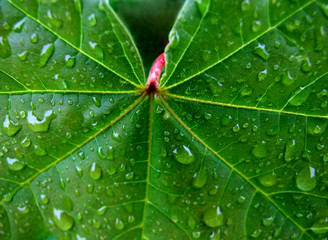 blatt mit regentropfen