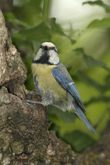 Naklejka premium mésange bleue, parus caeruleus,nourrissage