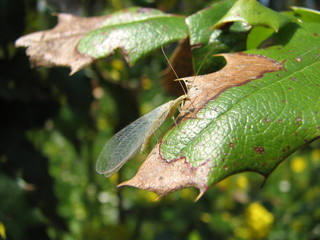 bug on the leaf