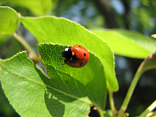ladybird