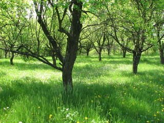 Fototapeta na wymiar orchard