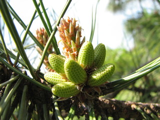 Obraz premium fir-cone