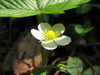 forest strawberry