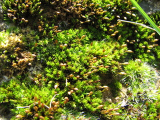 moss