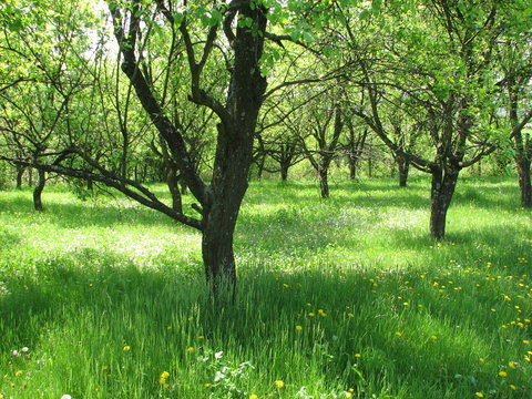 Orchard