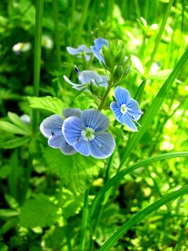 Fototapeta blue flowers
