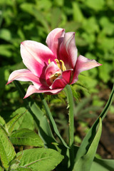 Obraz premium tulip.